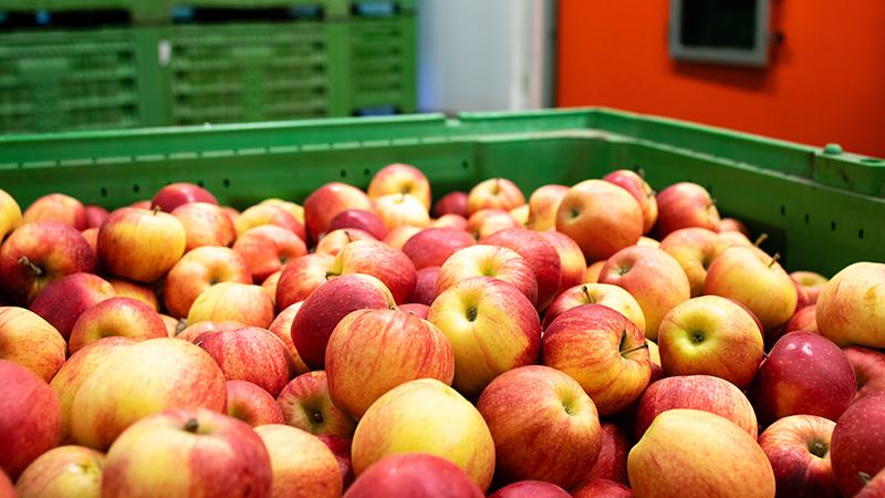 Apple fruits are stored